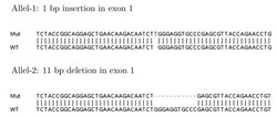 Abcam Human MAPK14 (p38) knockout HEK-293T cell lysate.