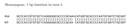 Abcam&nbsp;Human SQSTM1 (p62) knockout HEK-293T cell lysate.