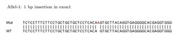 Abcam Human MUC1 knockout HeLa cell lysate.