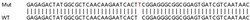 Abcam&nbsp;Human WBP2 knockout HeLa cell lysate.
