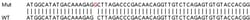 Abcam&nbsp;Human WASF3 knockout HEK-293T cell lysate.