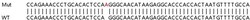 Abcam&nbsp;Human TXNRD3 knockout HEK-293T cell lysate.