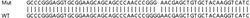 Abcam&nbsp;Human TTLL12 knockout HEK-293T cell lysate.