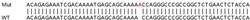 Abcam&nbsp;Human TFDP2 (DP2) knockout HEK-293T cell lysate.