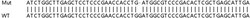 Abcam&nbsp;Human SRP68 knockout HEK-293T cell lysate.