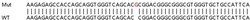Abcam&nbsp;Human SLC52A2 (GPR172A/PAR1) knockout HeLa cell lysate.