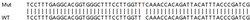 Abcam&nbsp;Human SEPHS1 (Selenophosphate synthetase 1) knockout HEK-293T cell lysate.