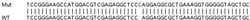 Abcam&nbsp;Human PPP4R2 knockout HEK-293T cell lysate.