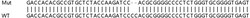 Abcam&nbsp;Human OTOP3 knockout A549 cell lysate.