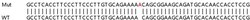 Abcam&nbsp;Human NRG2 knockout HeLa cell lysate.