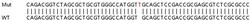 Abcam&nbsp;Human NOL7 knockout HEK-293T cell lysate.