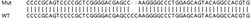 Abcam&nbsp;Human MTX1 (MTX) knockout HEK-293T cell lysate.