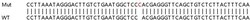 Abcam&nbsp;Human MTRNR2L1 (Humanin-like protein 1) knockout HEK-293T cell lysate.