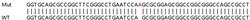 Abcam&nbsp;Human GLI4 knockout HCT116 cell lysate.