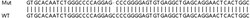 Abcam&nbsp;Human FUK knockout HEK-293T cell lysate.