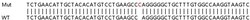 Abcam&nbsp;Human FTSJ1 knockout HEK-293T cell lysate.