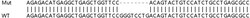 Abcam&nbsp;Human FKBP2 knockout HEK-293T cell lysate.