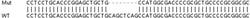 Abcam&nbsp;Human FAM136A knockout HEK-293T cell lysate.
