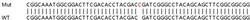 Abcam&nbsp;Human EIF4H knockout HEK-293T cell lysate.