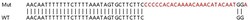 Abcam&nbsp;Human EIF4G2 (P97/DAP5) knockout HEK-293T cell lysate.