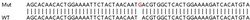 Abcam&nbsp;Human EI24 knockout HeLa cell lysate.
