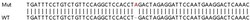Abcam&nbsp;Human ECI2 (PECI) knockout HEK-293T cell lysate.