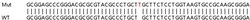 Abcam&nbsp;Human DSG2 (Desmoglein 2) knockout A549 cell lysate.