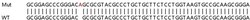 Abcam&nbsp;Human Desmoglein 2 knockout A549 cell lysate.