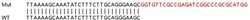 Abcam&nbsp;Human COL4A2 knockout HeLa cell lysate.