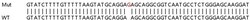 Abcam&nbsp;Human COA1 (C7orf44) knockout HEK-293T cell lysate.