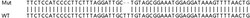 Abcam&nbsp;Human CNKSR3 knockout HEK-293T cell lysate.