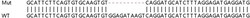 Abcam&nbsp;Human CMC2 (C16orf61) knockout HEK-293T cell lysate.