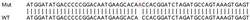 Abcam&nbsp;Human CKMT1A (Creatine kinase MT) knockout HEK-293T cell lysate.