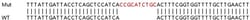Abcam&nbsp;Human CHD1 knockout HEK-293T cell lysate.