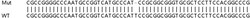 Abcam&nbsp;Human C9orf69 knockout HeLa cell lysate.