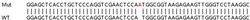 Abcam&nbsp;Human C19orf33 knockout HeLa cell lysate.