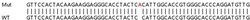 Abcam&nbsp;Human C12orf44 knockout HeLa cell lysate.