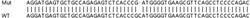 Abcam&nbsp;Human C11orf58 knockout HeLa cell lysate.