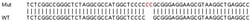 Abcam&nbsp;Human C11orf31 knockout HEK-293T cell lysate.