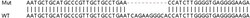 Abcam&nbsp;Human ATRAID (C2orf28) knockout HEK-293T cell lysate.