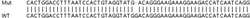 Abcam&nbsp;Human ATP13A3 knockout HeLa cell lysate.