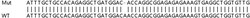 Abcam&nbsp;Human APOL6 knockout A549 cell lysate.