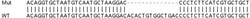 Abcam&nbsp;Human ANKRD52 (ANR52) knockout HEK-293T cell lysate.