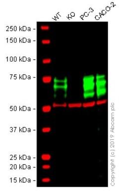 Abcam Human PICALM knockout U-2 OS cell line