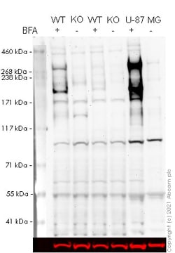 Abcam Human TNC (Tenascin C) knockout U-2 OS cell line