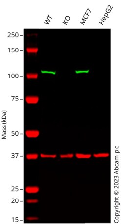 Abcam Human HK1 (Hexokinase 1) knockout HEK-293 cell line