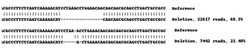 Abcam Human NKX2-5 knockout HEK-293 cell line