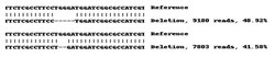 Abcam Human CLDN1 knockout A-431 cell line