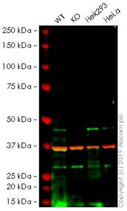 Abcam Human SUV39H2 knockout U-2 OS cell line