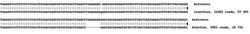 Abcam Human TGM2 (Transglutaminase 2) knockout A549 cell line